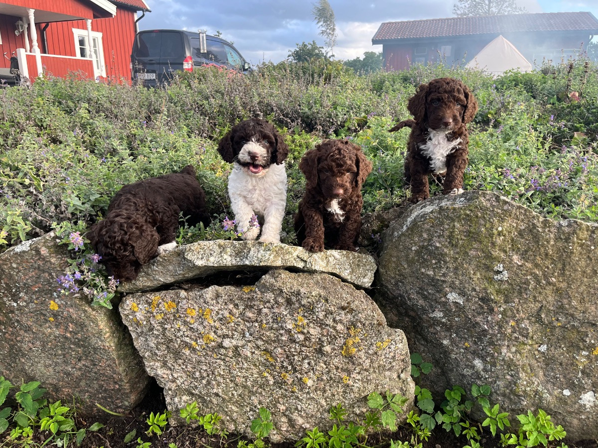 Spanish Water Dog (Perro de Agua Espanol)