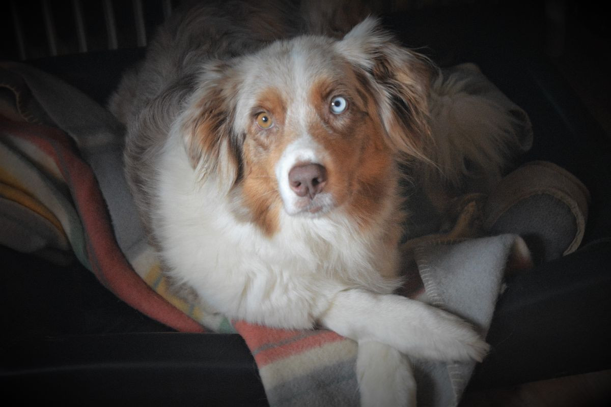 Aussie Bio Gård