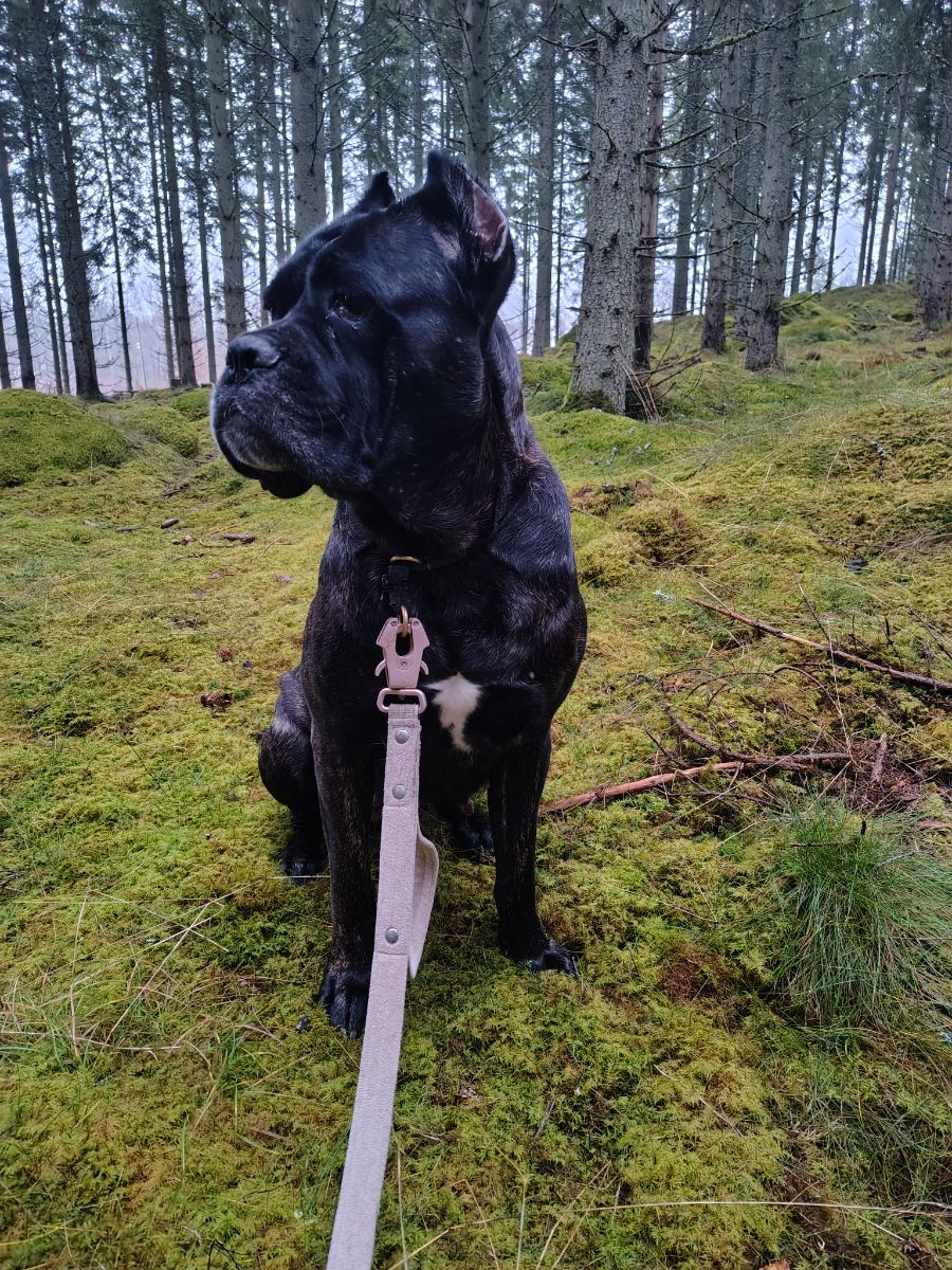 Cane corso · 2022-01-01 · Konga · Caroline J.