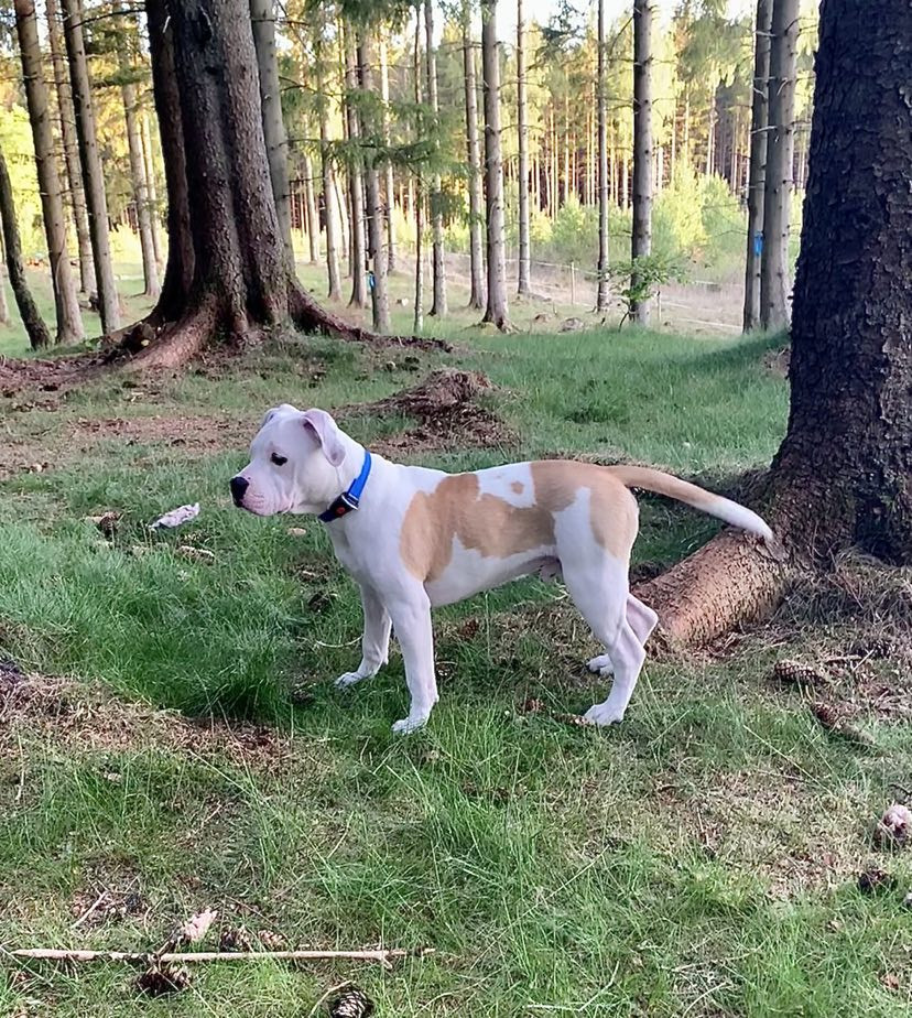 American staffordshire terrier