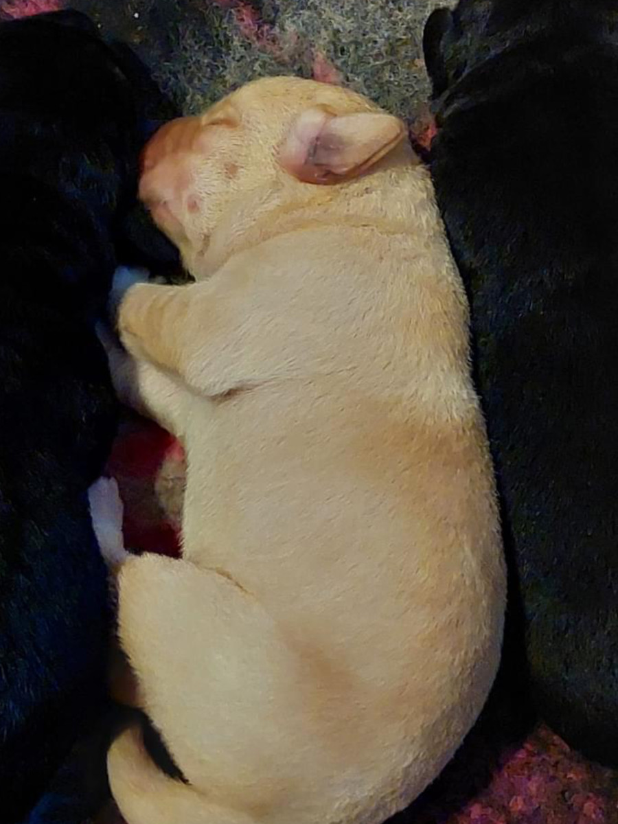 Labrador Retriever