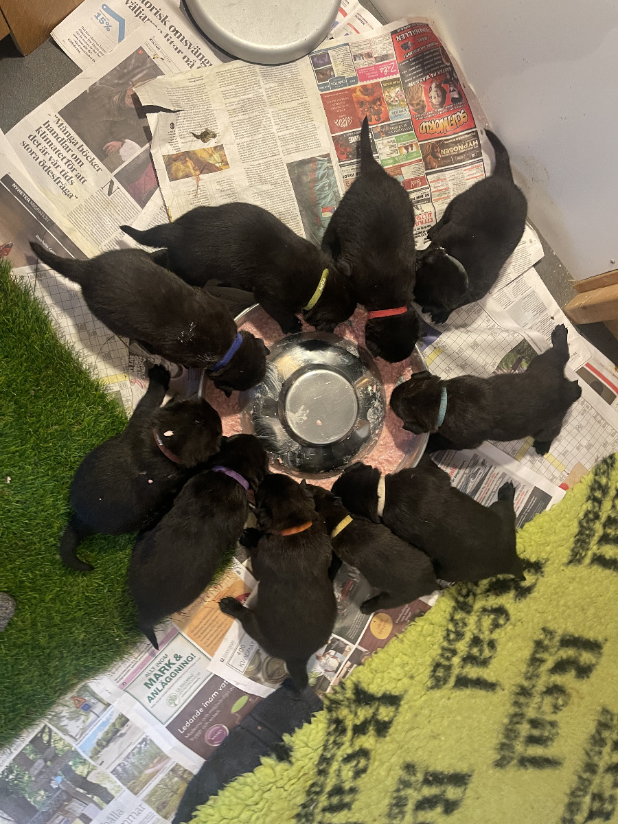 Hollandsk gjeterhund (Hollandse Herder)