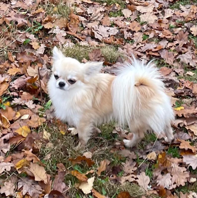 Chihuahua