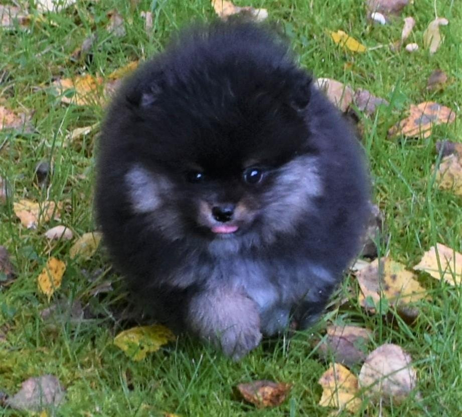 Pomeranian