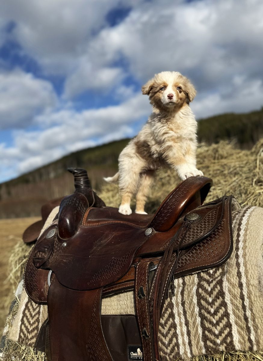 Aussie Bio Gård