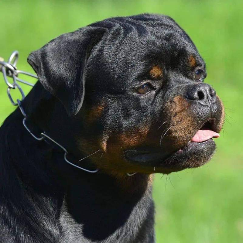Balkan Iko’s Rottiss