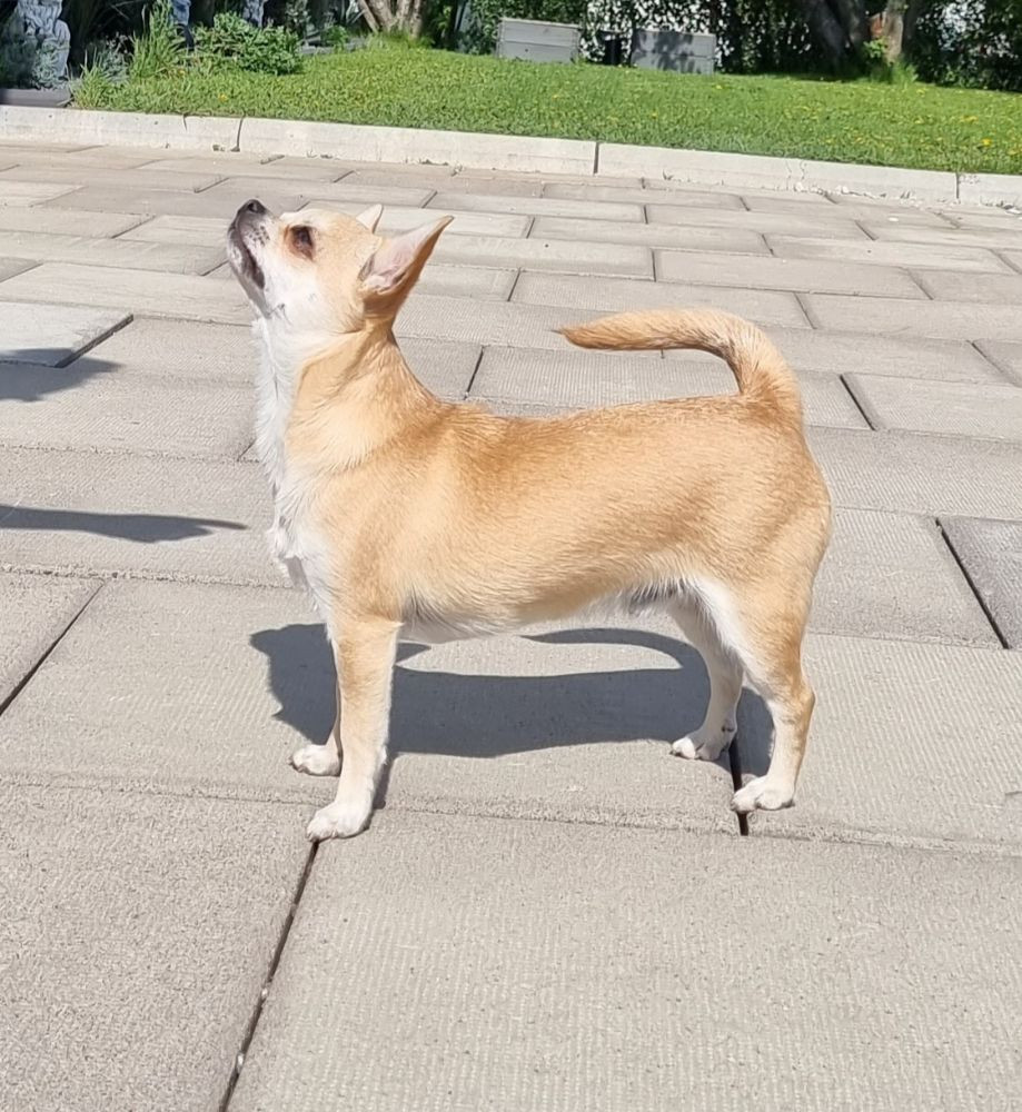 Chihuahua