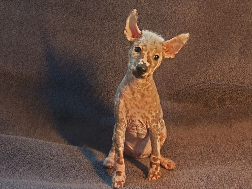 Xoloitzcuintle