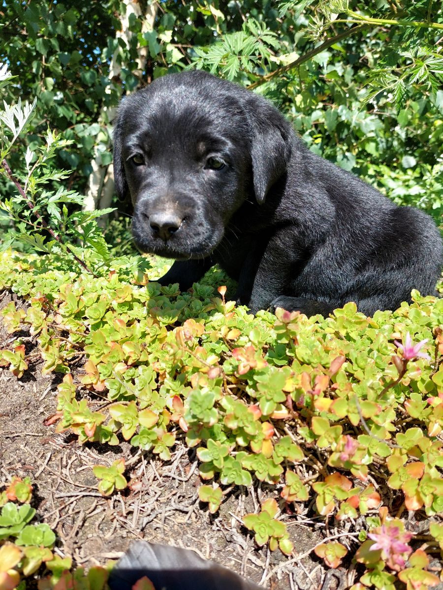 Labrador Retriever