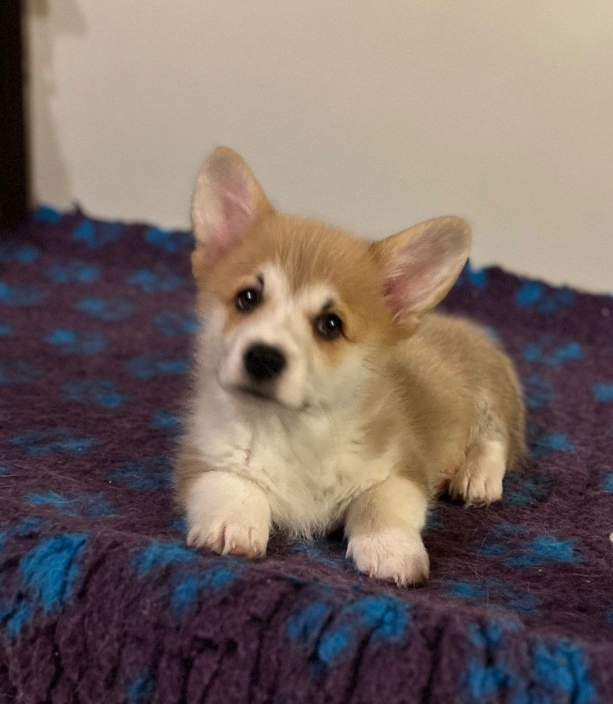 Welsh Corgi Pembroke