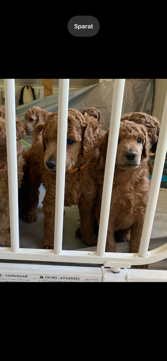 Standard Poodle