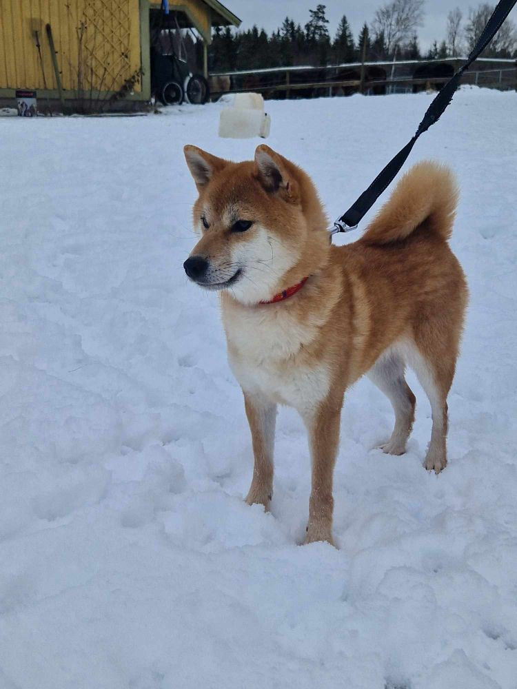 Shiba