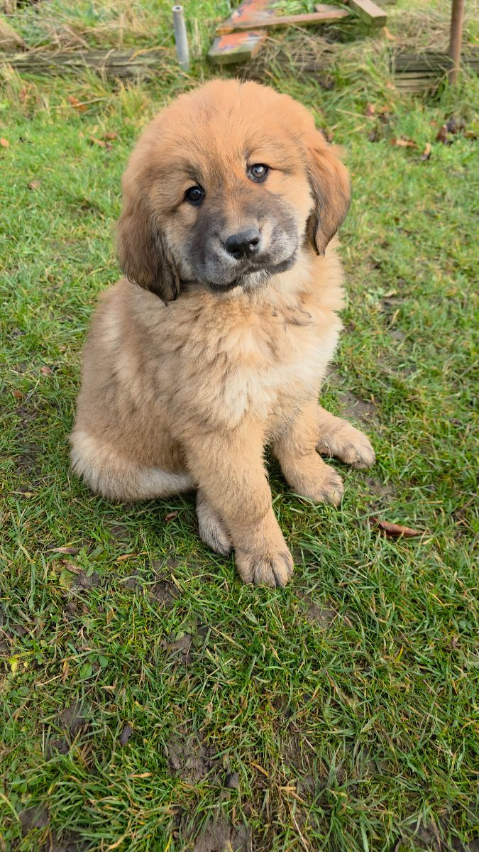 Kaukasisk ovcharka/tibetansk mastiff · 2025-10-21 · Klagstorp · Vincent S.