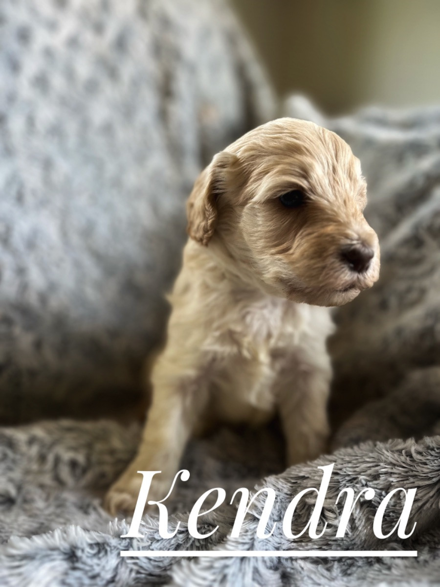 Estersdoodlar