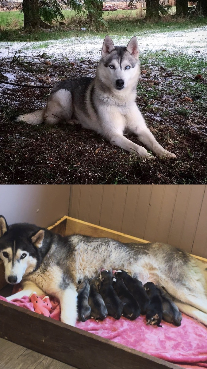 Siberian husky · 2025-11-07 · Floby · Vargarflockens