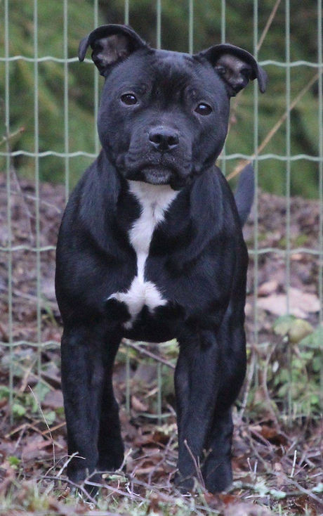 Staffordshire Bull Terrier