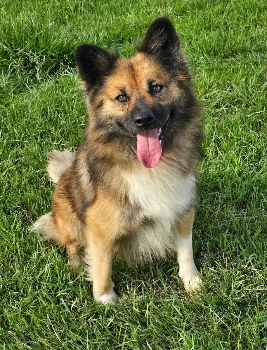 Icelandic Sheepdog