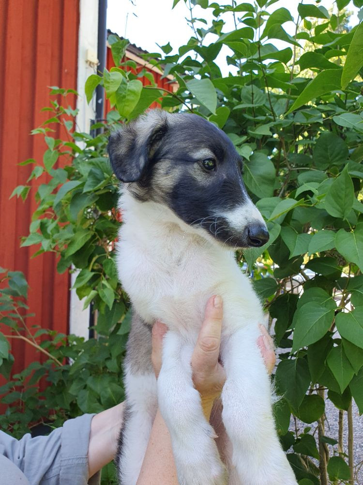 Borzoi