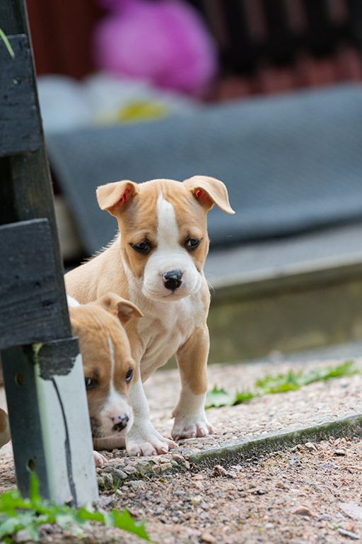 American Staffordshire Terrier