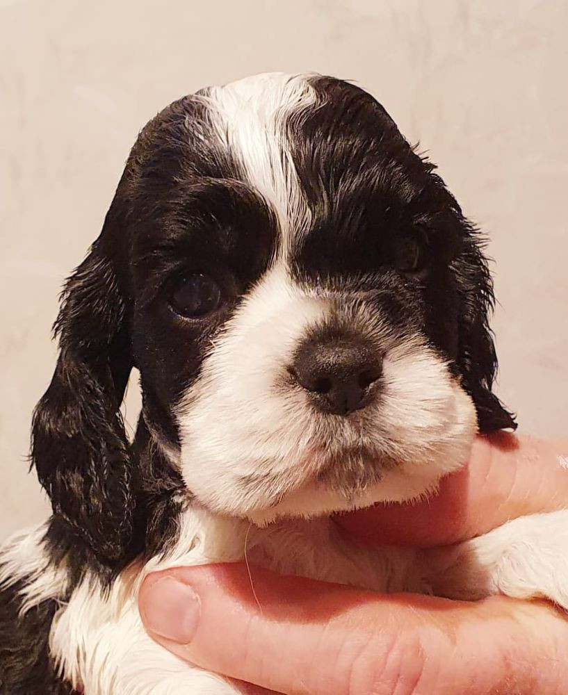 Amerikansk cocker spaniel