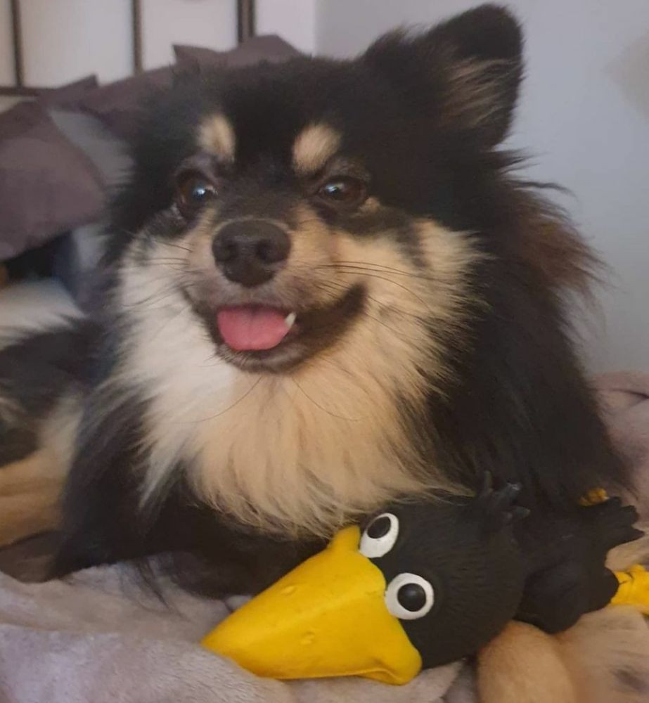 Pomeranian/Papillion