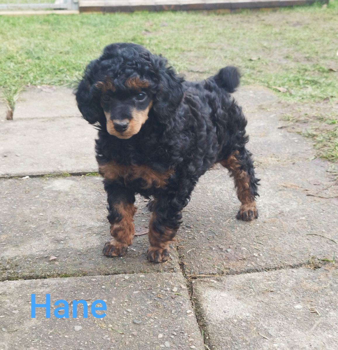 Hjortkvarns Cavapoo
