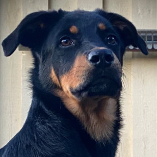 1 år gammal Blandras: Rottweiler/Schäfer säljs av Linda från Glava ...