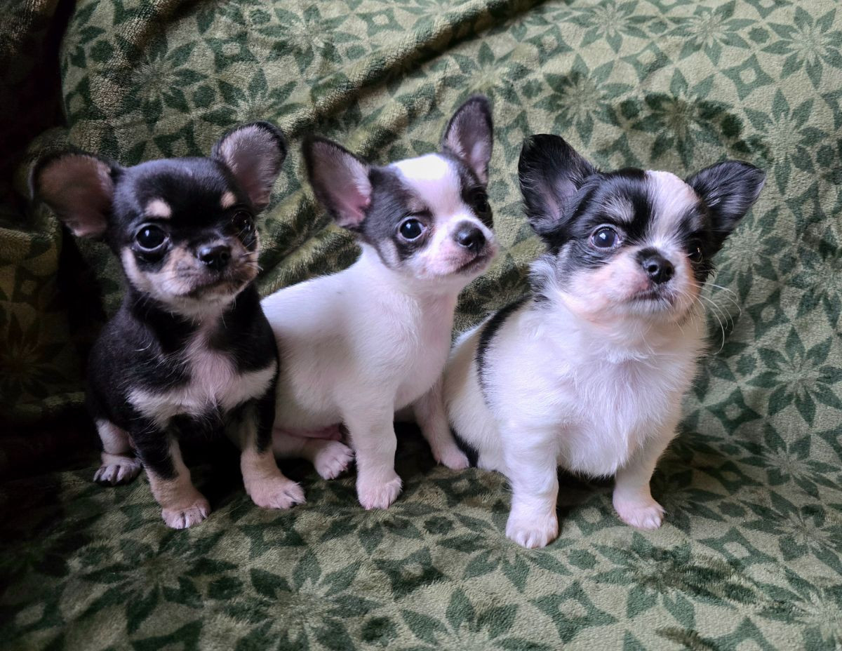 Millieen's kennel