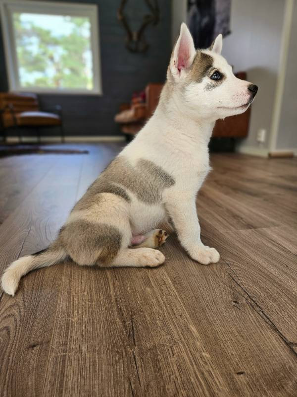 Siberian Husky
