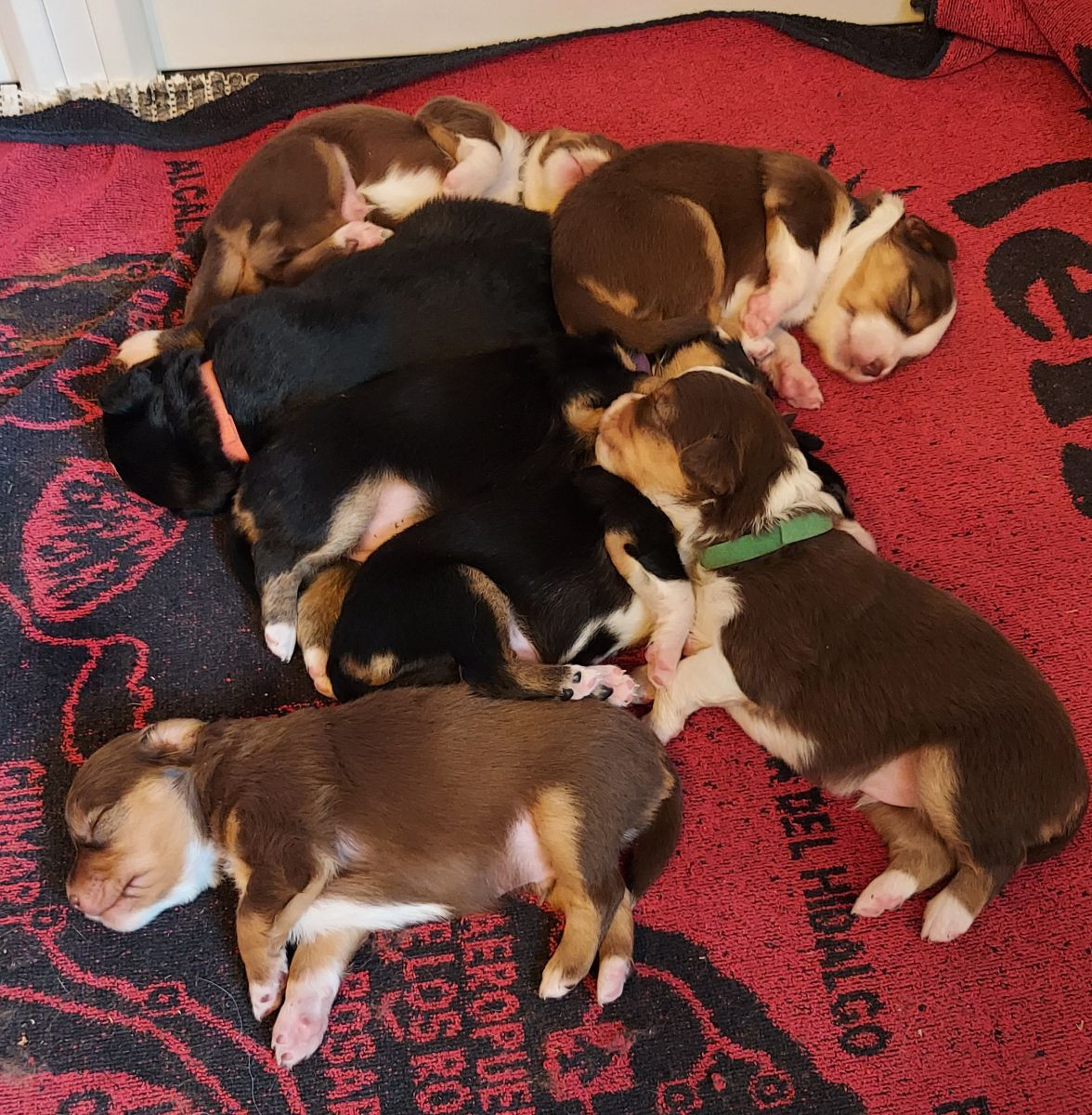 Teampowerdogs