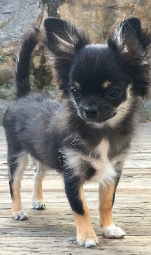 Chihuahua