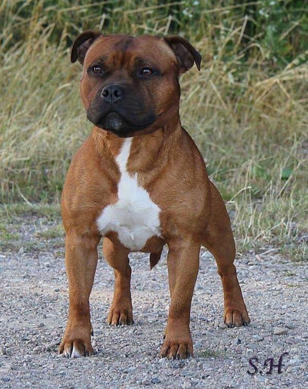 Truxelis