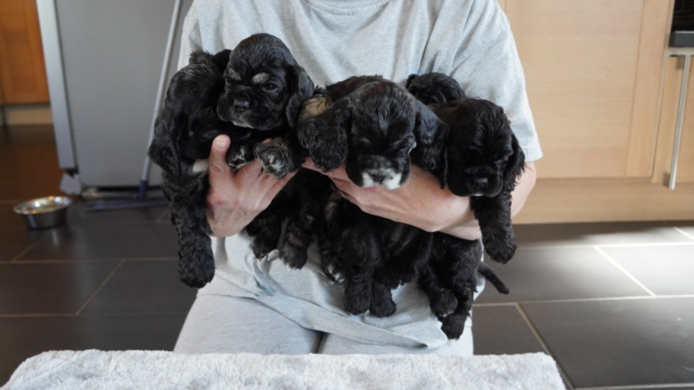 American Cocker Spaniel