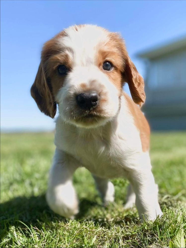 Welsh springer spaniel