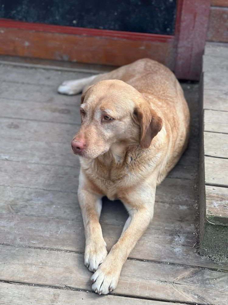 Isadoras Pudel och Cockerpoo