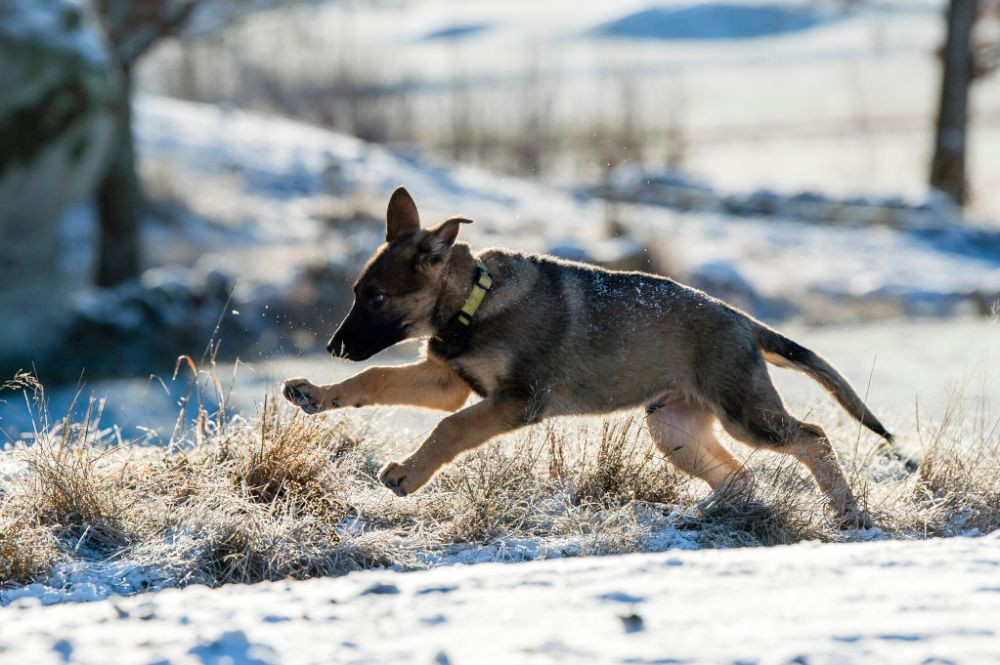 German Shepherd Dog