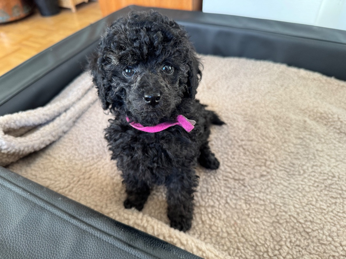 Miniature Poodle · 2025-09-25 · Ystad · Anna B.