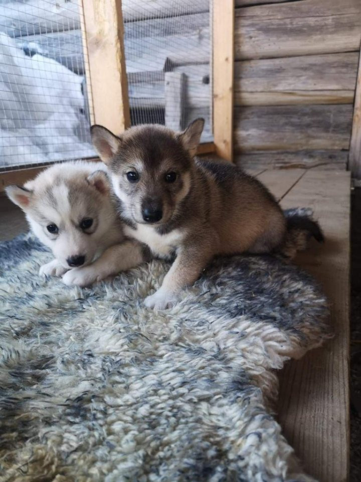 Lilltorpets Husky