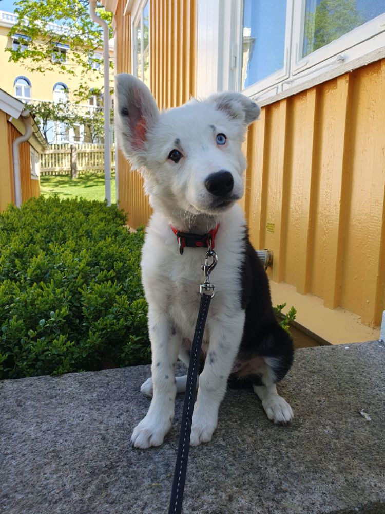 Canis