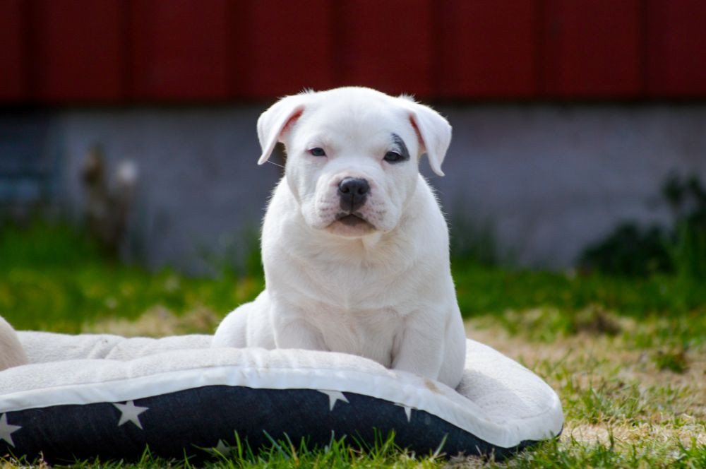 Redhouse Bully