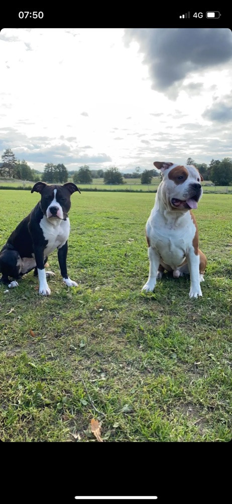 American staffordshire terrier