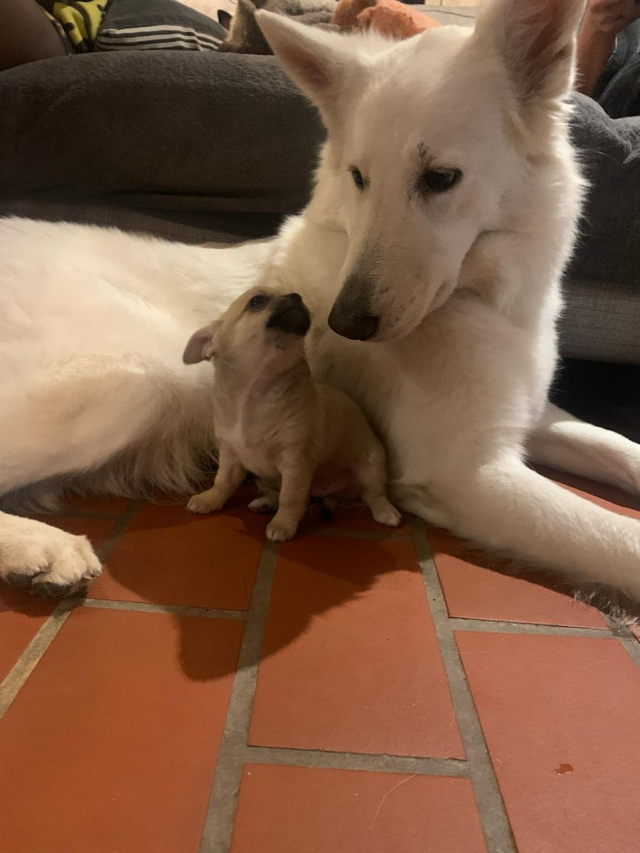 Chihuahua