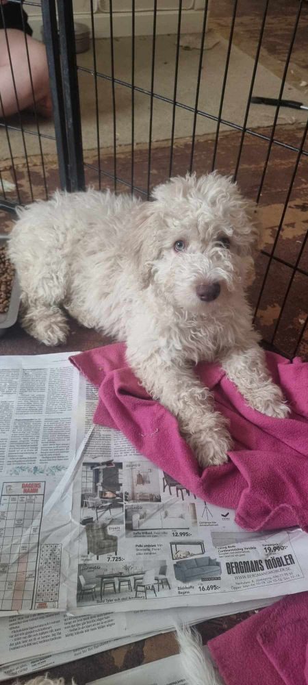 Spanish Water Dog (Perro de Agua Espanol)