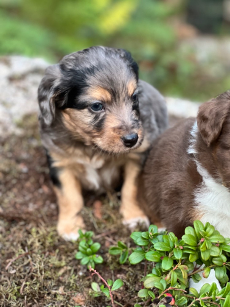 Isadoras Pudel och Cockerpoo