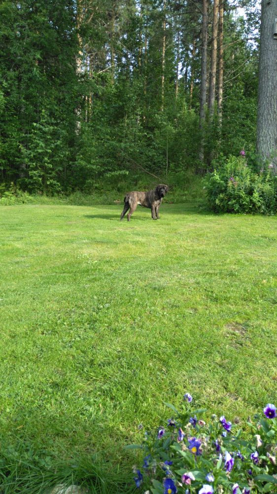 Engelsk mastiff