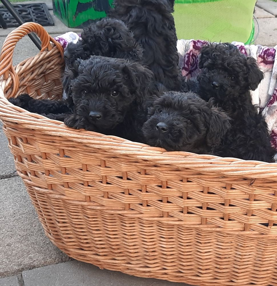 Xaida'z kennel