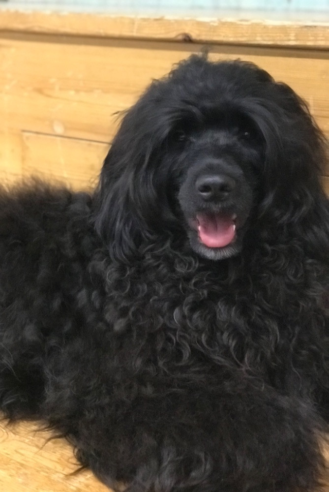 Portuguese Water Dog