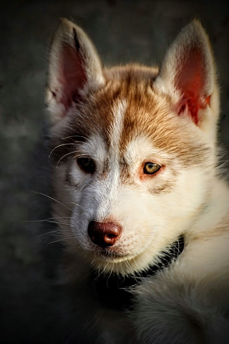 Siberian Husky · 2025-10-19 · Malmö · Sara M.