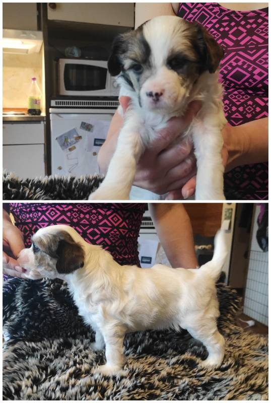Chinese crested