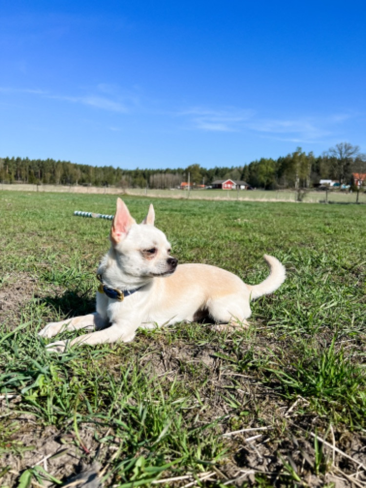 Chihuahua